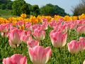 春のまんのう公園、花盛り～ヽ(^o^)丿
