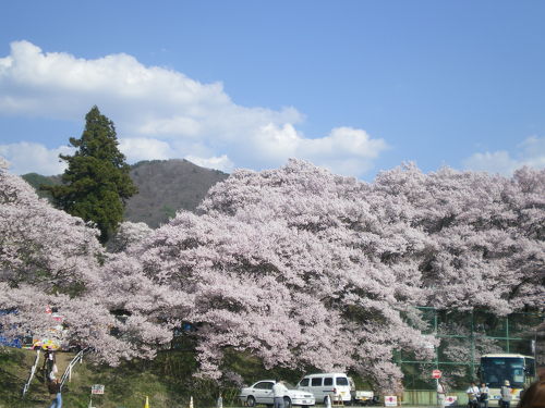 高遠桜VS根尾谷の淡墨桜(その1）』辰野・箕輪・高遠(長野県)の