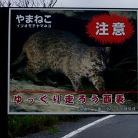 八重山諸島紀行【３】東洋のガラパゴス　西表島