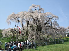 滝桜