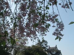 名残の花見～豊橋公園・吉田城跡の桜～