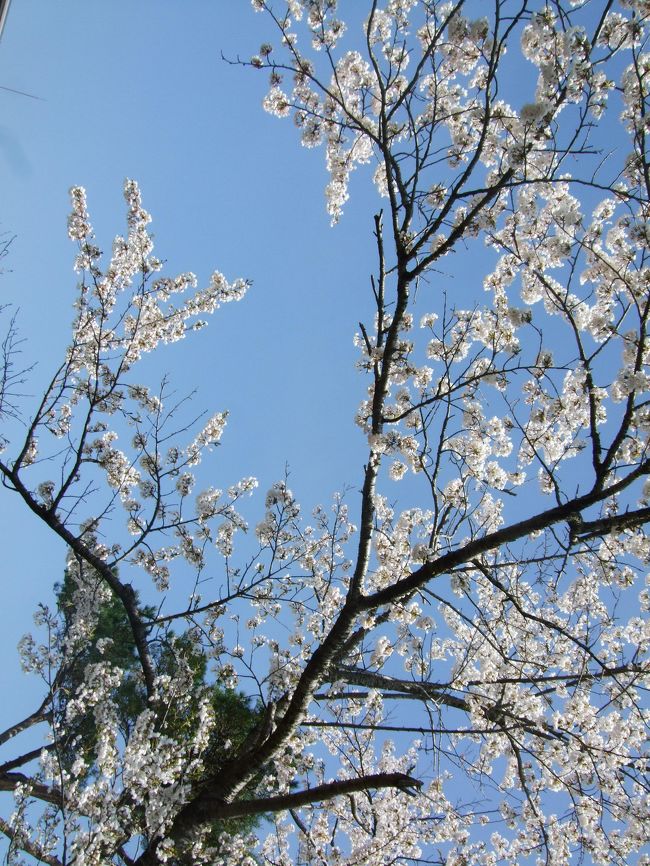 桜前線を追いかけて福島の方へお花見に行きました。<br />
