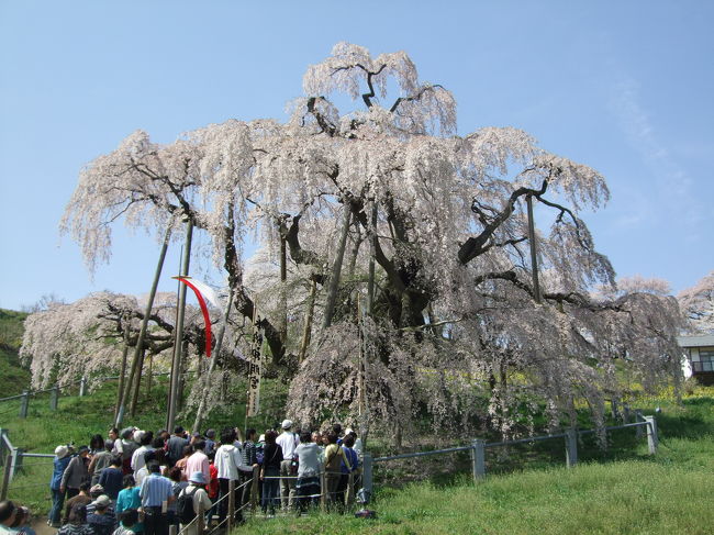 日本の三大桜のひとつである三春町の滝桜を見にいってきました。<br />この日は休日の晴れた日だけあって<br />ものすごい混雑でした。<br /><br />高速から渋滞が始まっていて現地までもずっと渋滞でした。<br /><br /><br />近くのパーキングに泊めて１，５キロほど歩いて現地までいきました。