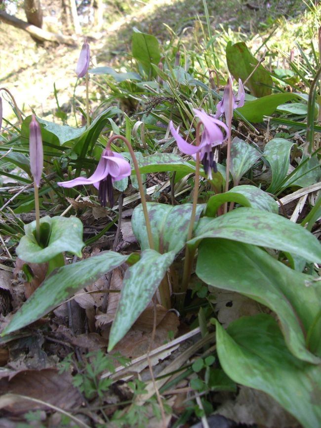 青春１８切符で　今庄まで行った。かたくりの花を見に行く。暖冬で　今年は　早いと言われていたが、咲いてるか心配しながらだったが　咲いていました。