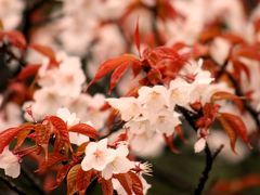 命短し恋せよおやじ…京桜吹雪編−３−