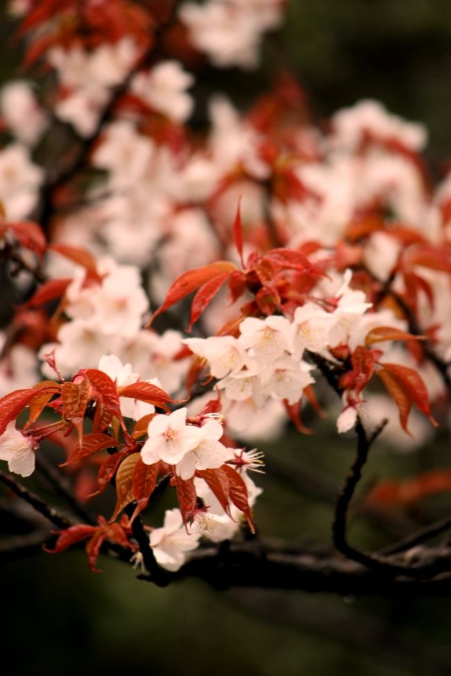 そぼ降る雨は止むことを知らず…雨粒は桜花をしとどに濡らせ、ああ、艶っぽい…。<br /><br />なのに、俺ときたら、恋の欠片を見つけることも出来ず、只悄然と佇むのみ、運命の赤い糸は手繰れども手繰れども、何ら手応えもなく、足下には赤い糸がエッフェル塔の如くそびえる、雨の午後…旦那ー？エッフェル塔って哀しいもんですねぇ、見たことねーけど…。（…未踏の地，欧州へ愛をこめて…誰か連れてってくれー，お願げーだ，お代官様―！！）<br /><br />と言うことで，まだ見ぬエッフェル塔に心惹かれつつも，今は唯，進むのみ！<br /><br />ミステリー帝国，南禅寺を後にして向かうは，哲学の道…哲学かー・・・・何だかなー恋とは縁遠いこと，アンドロメダ星雲の如しって感じ？って思いやせんか，めぇ，旦那？ん？何か変？めぇ，旦那？俺は羊かい？<br /><br />迷える大羊，Ｐｉａｎｏに恋の道は開かれるのか？（…駄目でしょ…あー，何て夢のねー事言うのよ！！）<br />