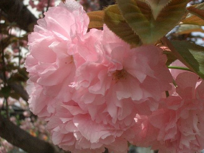 小学校のときは理科が嫌いでした。特に、植物の名前を覚えるのが大嫌いで、理科のある曜日に学校へ行くのが憂鬱でした。それが何十年も経ち、造幣局に来ると、積極的に八重桜のお勉強をするようになりました。人は変わるものです。<br />すいません、お勉強成果を発表させてください。