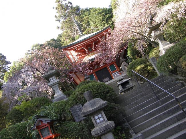 「京都」の旅を思い返して<br /><br /><br />今回は寺院めぐりを中心とした観光旅行になりました。<br />旅行記の作成途中ですが、「京都」を思い返すと、<br />歴史がある寺院が在り、<br />綺麗に育てられた草花が在り、庭園が在り。<br /><br />一輪の花や建築物の細部に目を向けるのも<br />楽しみではありました。<br /><br />よくよく思い浮かべると、建物の内に入ることができ、<br />その角度から庭園を眺める景色が<br />心に残っている感じがありました。<br /><br />天龍寺しかり、龍安寺しかり、醍醐寺しかり。<br /><br />パシャパシャと下手な写真しか残せませんでしたが、<br />そんな景色が良かったんだだなと思えます。<br />醍醐寺の三宝院庭園などは、写真撮影が禁止でしたが、<br />その分、その建物からの眺めが素晴らしくも思え、<br />心にも残っている感じもします。<br /><br />歴史的な建物、庭の景色も変遷があったかもしれません。<br />そこに外国人も交え、現代人の姿があったとしても、<br />これぞ「京都」の魅力ではないかと思えました。<br /><br />これから行かれる人は、<br />よかったらそういう情景も楽しんでみてはと思います。<br /><br />自分の中にも「京都」再訪をしたいなという思いが<br />こみ上げてきました。<br /><br />＝＝＝＝＝＝＝＝＝＝＝＝＝＝＝＝＝＝＝＝＝＝＝＝＝＝＝<br /><br /><br />高校の修学旅行以来、約２０年ぶりの京都。<br />高校時代からの友人と行ってきました。<br /><br />ただでさえも、一人旅が好きな自分。<br />今回の同行者は、<br />「タクシーをチャーターして観光したい」<br />「一見さんＯＫのお店で舞妓さんに会いたい」<br />などなど、ボクからしてみれば、<br />ジジ臭くて、くだらない話しをしつこくしてくる。<br /><br />そんなこともあり、１泊３万円以上も出すなら、<br />アジア一人旅に出たほうが全然良い！なんて思っていました。<br /><br />と言うわけで、下調べもほとんどせず、<br />前日にある程度の予定を組み、<br />現地移動中に我侭に希望を言われるなど、<br />散々な状況に。<br /><br />今回はお荷物同行者がいたので、<br />駆け足ながらも、少しゆっくり目の観光。<br />そして何時もよりサイフの紐も緩んだ感じとなりました。<br /><br />桜と春のライトアップの時期を過ぎ、<br />晩春という半端な時期という感じでしたが、<br />過ごしやすい草木の輝く黄緑色を楽しめる頃合でした。<br /><br />今回の旅は・・・<br />ＪＲ東海ツアーズで申し込んだ、<br />レール＆ホテルで３２０００円くらいの旅です。<br /><br />　１日目<br />　　天龍寺、龍安寺、銀閣寺、鞍馬、貴船神社、<br />　　河原町、先斗町〜祇園あたりブラブラ<br />　２日目<br />　　醍醐、宇治、伏見<br /><br />個人的に一番、良かったなと思い、<br />他のトラベラーにお勧めしたいのは、醍醐寺です。<br /><br />伽藍、霊宝館、三宝院庭園と３つに分かれていて、<br />それぞれの見学には各６００円かかりましたが、<br />共通券の１５００円を購入。<br />たまたまだったのですが、上の順番で見たことも<br />それぞれの魅力を良い具合に、<br />感じることができたようにも思います。<br /><br />旅全体は良かったと言えるのですが、<br />鬱陶しい同行者がいない方が、<br />尚更良かったと思います。<br /><br />やっぱり一人旅がいい！<br />やはり海外旅行の方が刺激的！<br />などとも再認識もしてしまいました。<br /><br />が、日本国内でも、魅力や刺激があるところは<br />まだまだ沢山あるはず。<br />次は一人旅で、その魅力を探りたいものです。<br />