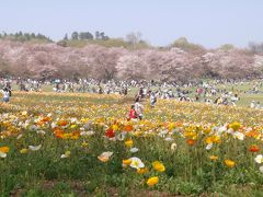 人いっぱい・花いっぱいの昭和記念公園