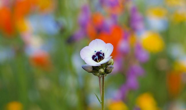 久々のBB（ブルーボネット）花が綺麗に咲いていました。