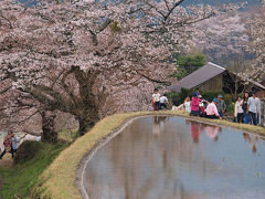 美杉の桜