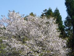 2009年最後の桜だより◆もう一つの『常照皇寺』の突然変異の桜