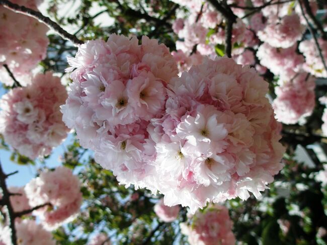 　午前７時前の新幹線に飛び乗って大阪へ８時半前には造幣局前の行列に。お花見のお客さんは８列に、貨幣セット購入のお客さんはこちらの列へ・・・通り抜け記念の貨幣セットを販売しているなんてまったく知りませんでした。<br /><br />　桜の方はもう既に散った種類もありましたが満開の桜もあり、いろんな種類があるので楽しめました。