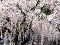 身延山のしだれ桜は樹齢200年を超え　　☆落花盛んでも威厳・風格が