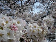 東京の桜　２００９