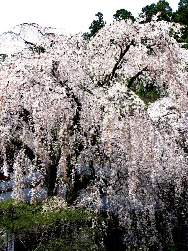 標高およそ400m、日蓮宗総本山の身延山久遠寺には、樹齢200年を超えると伝えられる見事なしだれ桜などがある<br /><br />桜の開花状況については・・<br />http://sakura.seisin.kuonji.jp/index.htm<br /><br />　かつて身延山には法華経信仰の象徴としての五重塔が輝いていました。<br />　山上に聳える堂塔伽藍の有様はさながら「天竺の霊山をこの地に移し置かれたる」姿であり、「この山をもととして参るべし」のご遺訓具現の道場でした。　今、遙かなる時を越えて、身延山久遠寺に五重塔がよみがえります。(公式ホームページより引用） <br />   <br />身延山久遠寺については・・<br />http://www.kuonji.jp/<br /><br />