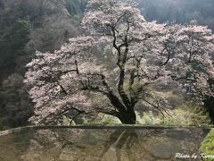源義経、駒つなぎの桜が満開の季節を迎えました　/長野県下伊那郡阿智村