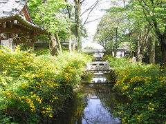 八重山吹満開♪ 松尾大社