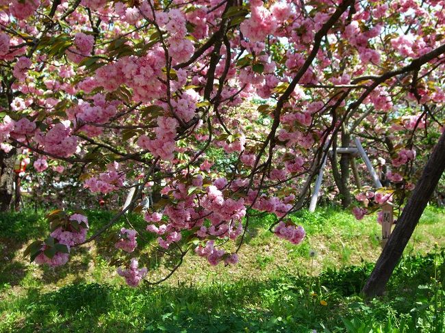 桜の通り抜けで有名な大阪造幣局より、昭和42年から順次移植してきた桜を造幣局創業120年記念事業の実施にあたり、平成３年４月からこれらの桜を一般開放したそうです。<br /><br />平成21年の「花のまわりみち」の桜は241本、59品種！<br />桜の種類はほとんどが「八重桜」です。<br /><br />今回が初めての訪問で楽しみではありますが、もう一つの目的！<br />先週の松江・出雲のツーリングで初めて見た「御衣黄」桜をもう一度見たくて！