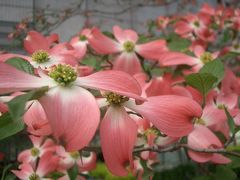 難波庭園（？）ではハナミズキがきれいな花を咲かせていました