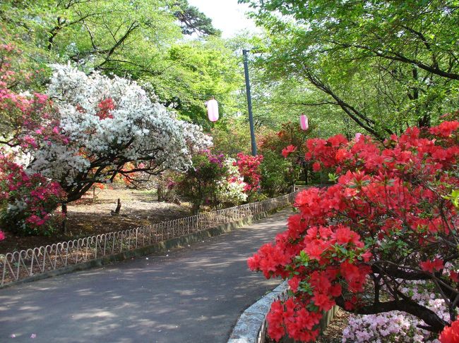 何年かぶりに華蔵寺公園へツツジを見に出かけました。<br />桜の時期はとても見事で何回か来たことがあったのですが、ツツジは初めてでした。