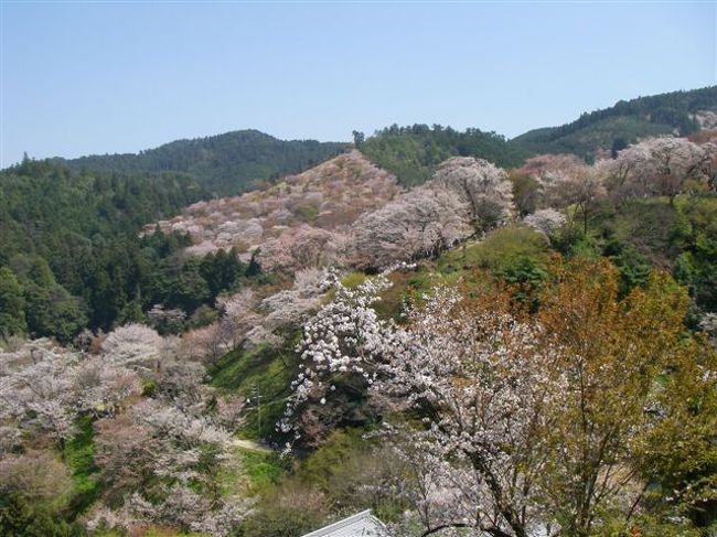 以前より桜の季節が来る度に一度は吉野山の桜を見たいと願っていましたが、まさか桜が真っ盛りの時期こんなに簡単に実現するとは思ってもいませんでした。たまたまちょっと出掛けてみようか位の軽い気持ちでこんなに遠くまで来てしまうなんて！！…です。しかも東京から交通費が片道1250円で、何と日帰りをしてしまいました(＠_＠;)<br />麓の臨時駐車場からシャトルバスで中千本まで行き、そこから上千本、奥千本と歩いて登って行くつもりが上千本の吉野分水神社でギブアップでした。<br />幸い奥千本の桜はまだまだ、だということでヨシとしました(-_-;)<br />帰りは下千本からのシャトルバスに乗るつもりです。その間の下りは登りより足の負担が重く、何故か箱根駅伝の山下りの選手はさぞかし大変なんだろうな？なんて考えながら歩いていました。<br />中千本の金峯山寺附近から下千本までの門前町は人、人、人、で溢れかえり、これも想像通りの人出でした。<br />でも念願だった吉野山一目千本桜の花見を満喫でき最高の一日でした。