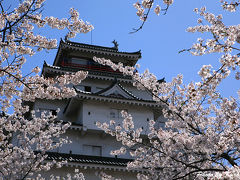 『日本桜名所１００選』『日本１００名城』　桜の花満開の鶴ヶ城　（会津若松城）　/NHK大河ドラマ　天下人　「直江兼続」ゆかりの地　　/福島県会津若松市