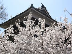 臥竜公園の桜と上田千本桜