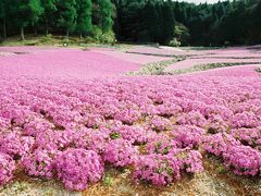 三田市永沢寺の花のじゅうたん