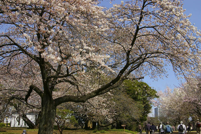 大分投稿が遅れて季節はずれですが……<br />四月初めに新宿御苑に行ってきました♪<br /><br />時期はちょうど桜が満開の頃で、今年の桜は色も綺麗でした。<br />(いや、毎年綺麗だと思ってるんですけど　笑)<br />公園のちょっと外にでれば高層ビル群の中なのに新宿にこんなに春の空気が流れてるのかとビックリしました。<br />新宿でほのぼの、いいですね〜〜<br />