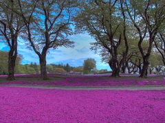 芝桜！館林へ行ってきました。