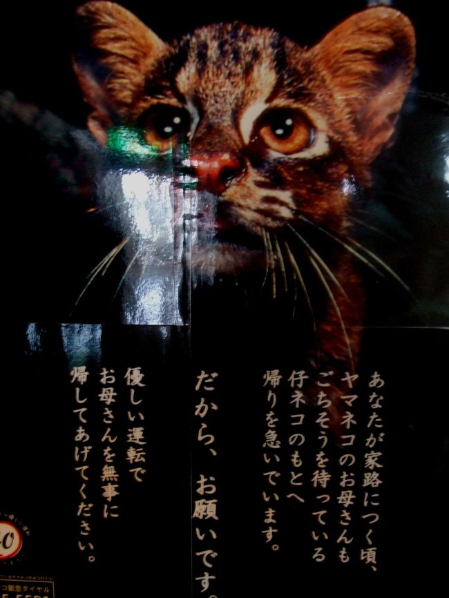 ほ乳類、特に犬猫は大好きな僕ですが、実は一番好きな動物はイリオモテヤマネコ。<br />好きになった理由は数年前、写真家・横塚眞己人さんのエッセイ”西表島ヤマネコ騒動記”を読んで「日本にはこんなにかっこいい猫がいるんだ」と思った事、それ以後何度か西表島に足を運びましたが、もちろん一介の旅行者にその姿を易々と見せるイリオモテヤマネコ君ではなく未だに実物は見たことがありません。<br />しかし、実物は見たことないものの、西表島に住む人々、行政機関がいかにイリオモテヤマネコを誇りに思い、守ろうとしているのかは訪島する度にひしひしと感じました。<br />今回久々に八重山諸島に行く機会があり西表島にも行きました、その旅行記→http://4travel.jp/traveler/jillluka/album/10330070/とは別にイリオモテヤマネコ関連の事柄だけを纏めてみようと思います。<br /><br />イリオモテヤマネコは西表島だけに住む野生の猫で、現在の生息数は100匹程度と推定されています。<br />学術的には1965年に生息の確認がなされましたが、島ではそれ以前から”ヤマピカリャー（山で光るもの）””ヤママヤー（山の猫）”という名で存在が知られていたそうです。<br />イリオモテヤマネコはイエネコとほぼ同じ大きさですが、四肢が短く、尻尾が太く、耳が丸いのが特徴です。<br />また、体毛は粗く、背中は黒褐色、体の側面は灰褐色で暗色の斑模様があります。<br />生息地は意外にも人間の生活圏と重なり標高200ｍ以下の海岸に近い地域で、マングローブ、アダンなどの湿地林、シイやカシの林、河川や沢沿いに暮らしており、時はに水田や畑、道路等にも姿を現します。<br />イリオモテヤマネコは西表島の食物連鎖の頂点に立つ生き物で、その食性はバラエティに富んでいます、コオロギ、カエルにはじまり大きいものではヤエヤマオオコウモリやイノシシまで狩って食すそうです、また、ネコ科の生き物としては珍しく泳ぎも得意で夏はテナガエビを狩ることもあるそうです。<br />西表島の食物連鎖の頂点に立つイリオモテヤマネコは元々個体数が少ないのに加え、最近は交通事故、イエネコからの伝染病、野犬に襲われる等の理由で絶滅が危惧され国の特別天然記念物、国内希少野生動植物種、環境省レッドリストの最も絶滅の恐れが高い絶滅危惧IA類に指定されています、また、国際保護動物でもあり国際自然保護連合でも”絶滅寸前”に指定されています。<br />先述しました通り、観光客がたまに行ったくらいではその姿を見せてくれるイリオモテヤマネコではありませんが、西表野生生物保護センターではイリオモテヤマネコについての形態的特徴、生態、生息状況、保護対策などについて学ぶ事ができます。<br />また、同保護センターでは現在、交通事故が原因で前足に後遺症を持つイリオモテヤマネコ”よん”が飼育されています。<br />後遺症のためにもう自然に戻れない”よん”ですが、その野生性を守るために飼育員以外は直接その姿を見ることはできません。但しライブカメラでその様子を見ることができます、興味のある方はhttp://www.sizenken.biodic.go.jp/pc/live/html/でご覧ください。<br /><br />今回、久しぶりに西表島に行って驚いたのですが、島内唯一の道路と言って過言ではない国道215号線が改良され、かなり走りやすい道になっていました。<br />この道では、イリオモテヤマネコに係わらず貴重な動物の交通事故が多発しています。実際僕も今回の旅で、車の前を必死に横断する天然記念物セマルハコガメ→http://4travel.jp/traveler/jillluka/pict/15839943/を見付けてブレーキを踏んだことがありました。<br />だんだん便利になりこれからも西表島を訪れる人が増えると思いますが、車を運転する際はくれぐれもスピードを出しすぎないようしてもらいたいと切に願っています。<br />そしていつまでもイリオモテヤマネコがこの素晴らしい島で暮らしていけますように・・・。<br /><br />＜参考文献＞イリオモテヤマネコＢＯＯＫ　西表野生生物保護センター