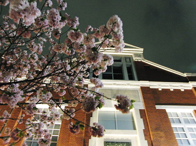 【お花見　in　２００９　第４段】<br /><br />仕事帰りに行ってきました。<br />大阪造幣局の桜の通り抜けです。<br /><br />八重桜が中心でソメイヨシノとは時期が遅れて咲きます。<br />今年は昼間に行けなかったのが残念です。<br /><br />でも夜は夜で幻想的ですね。<br /><br />?しだれ桜→?ソメイヨシノ→?紅しだれ桜→?八重桜<br />と桜を楽しめる関西は最高です☆