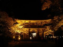 黄金色の桜　三井寺ライトアップ