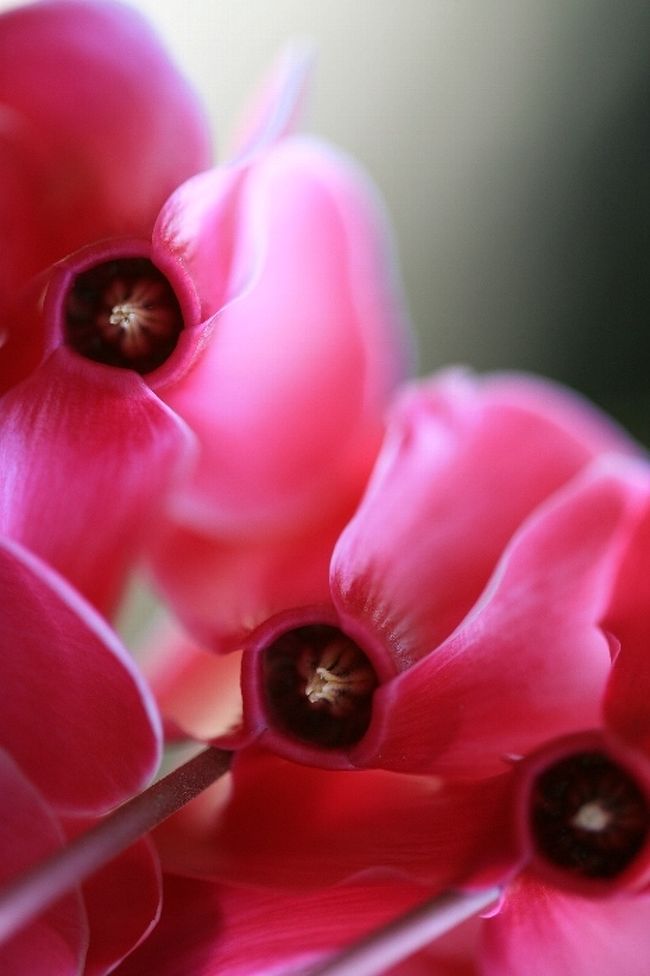 小さなわが家の庭に咲く、春の草花や花木類です。ほとんどが鉢植えですが、山野草は建物の北側に小さなコーナーを設け、まとめて地植えをしています。木や草の1年間を日々見たく育てています。苦労もありますが、期待にこたえてくれるので結構楽しいものです。<br /><br />写真は、花の下から見たシクラメン。