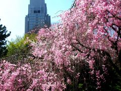 新宿御苑の櫻・桜・さくら　☆サトザクラの品種も多彩に