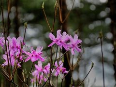 鳴沢のツツジ祭り