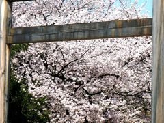 さくら花咲く靖国神社境内で　☆平和・不戦の思いを確かめて