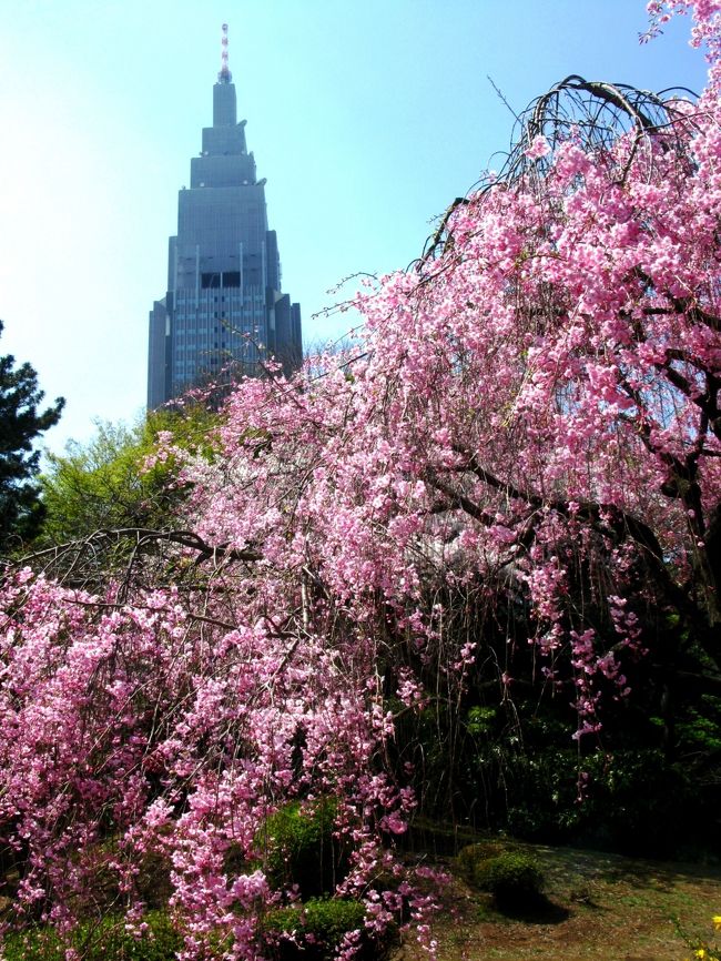 新宿御苑の桜のみどころを公式ホームページから引用します。<br /><br />　春といえば桜。約65種1300本の桜の花々が咲き誇る新宿御苑は、都内随一の桜の名所として、幅広い世代に愛されています。<br />　2月のカンザクラから、4月下旬のカスミザクラまで、長い期間にわたって特色あふれる花々を楽しめるのが御苑の魅力。また、3月25日から4月24日は、「春の特別開園」として、毎日休まず開園いたします。みごろをむかえた花々をお楽しみください。<br /><br />新宿御苑については・・<br />http://www.fng.or.jp/shinjuku/shinjuku-index.html<br /><br />新宿御苑の主な桜一覧については・・<br />http://www.fng.or.jp/shinjuku/info/shinjuku_flower_sakura1.html<br /><br /><br />