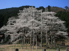 青空に映える淡墨桜