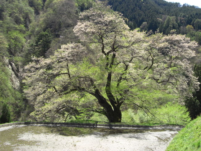 今回もちょっと足を伸ばして昼神温泉へ行ってきました。<br />と言うか、駒の桜を見に行ったのですが、すでに葉桜に。。。。ついでに昼神温泉でのんびりしてきました。