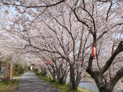 ☆春の海、御前崎と牧之原大茶園、そして桜並木