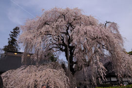 甲斐の名桜を訪ねる　～塩山・慈雲寺の糸桜～