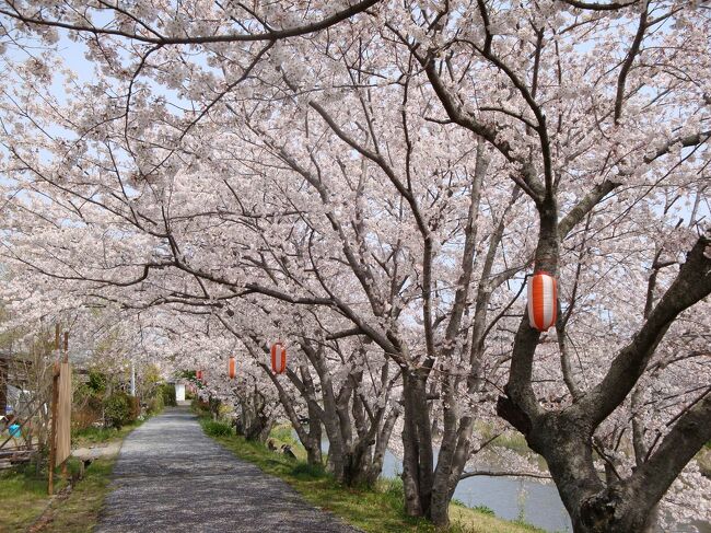 うららかな春の日に海でのんびりしました。<br />海で遊ぶ人を見るだけで楽しい、ぽかぽか暖かな日でした。<br /><br /><br />そして、牧之原市の勝間田川沿いの桜はほんとにきれいでしたよ。はらはらと散りかげんが好き。<br />夜のライトアップもするのでは？<br /><br />