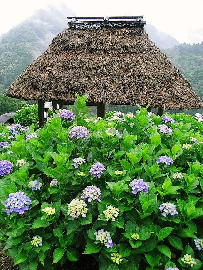 霧の森大福も無事Ｇｅｔ！雨が降らなければ「かずら橋」でも回って帰る計画でしたが<br />この天気じゃ危ないなぁ〜と考えていた時に、霧の森茶フェの方から近くのあじさいの里で<br />あじさい祭りを開催しているとお聞きしたので立ち寄ることにしました（＾＾）<br /><br /><br />