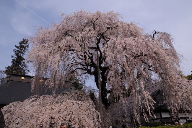 先週末から延期された花見が、前日になって中止となった。<br />またもポッカリ空いてしまった晴れの日曜日。<br />どこかないかと調べてみると、山梨で名桜たちが見頃だと言う。<br />神代桜やわに塚の桜が見たかったが、少し遠いので、甲府より手前の塩山にある慈雲寺の糸桜を見に行くことにした。<br />塩山へは、新宿駅から『ホリデー快速やまなし』で向かう。<br />高尾駅を過ぎて県境の小仏トンネルを抜けると、新緑にはまだ早い甲斐の山々が出迎えてくれた。<br />そして、甲府盆地への入口に当たる新大日影トンネルを出ると、沿線きっての桜の名所である勝沼ぶどう郷駅に到着した。<br />今年も満開の素晴らしい桜が車窓を華やかに彩っていた。<br />勝沼ぶどう郷駅を出れば、塩山駅はもう間もなくだ。<br /><br />※2021.04.06 再編集（文章の見直し）