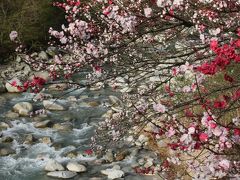 南信州の桜を求めて?（昼神温泉）