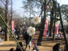 東京散歩（８）羽根木公園　～梅まつり～