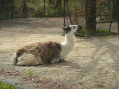 八木山動物園へ♪