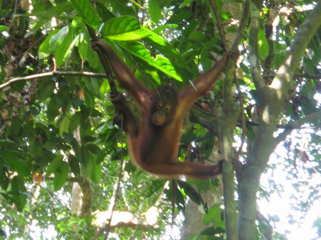 マレーシア・ブルネイ旅行。<br />マレーシアでは、サンダカンに行ってオラウータンと天狗猿の保護地区へ行ってきた。<br />自然の猿も見たいけど、間近で見れるのはやはり保護区だろう。<br /><br />とても自然に近い状態でオラウータンや天狗猿が保護されていて、自然の中でのびのびと遊ぶオラウータンの子供をきると、彼らを守ろうとする気持ちが少しだがわかった気がした。<br /><br />間近で見た後は、ブルネイへ行って野生の天狗猿を見に！<br />→ブルネイ旅行記へ。